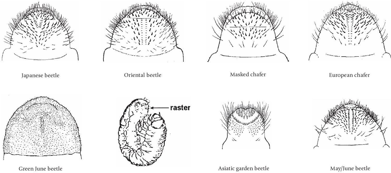 Line drawings comparing 7 species of beetle grub, highlighting the unique raster pattern for each. A drawing of a generic grub points to the location of the raster.