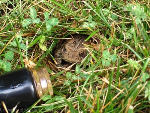 An adult toad hunkered-down in a depression in a lawn amid turfgrass and clover. The unscrewed end of a garden hose lies next to the toad for scale.