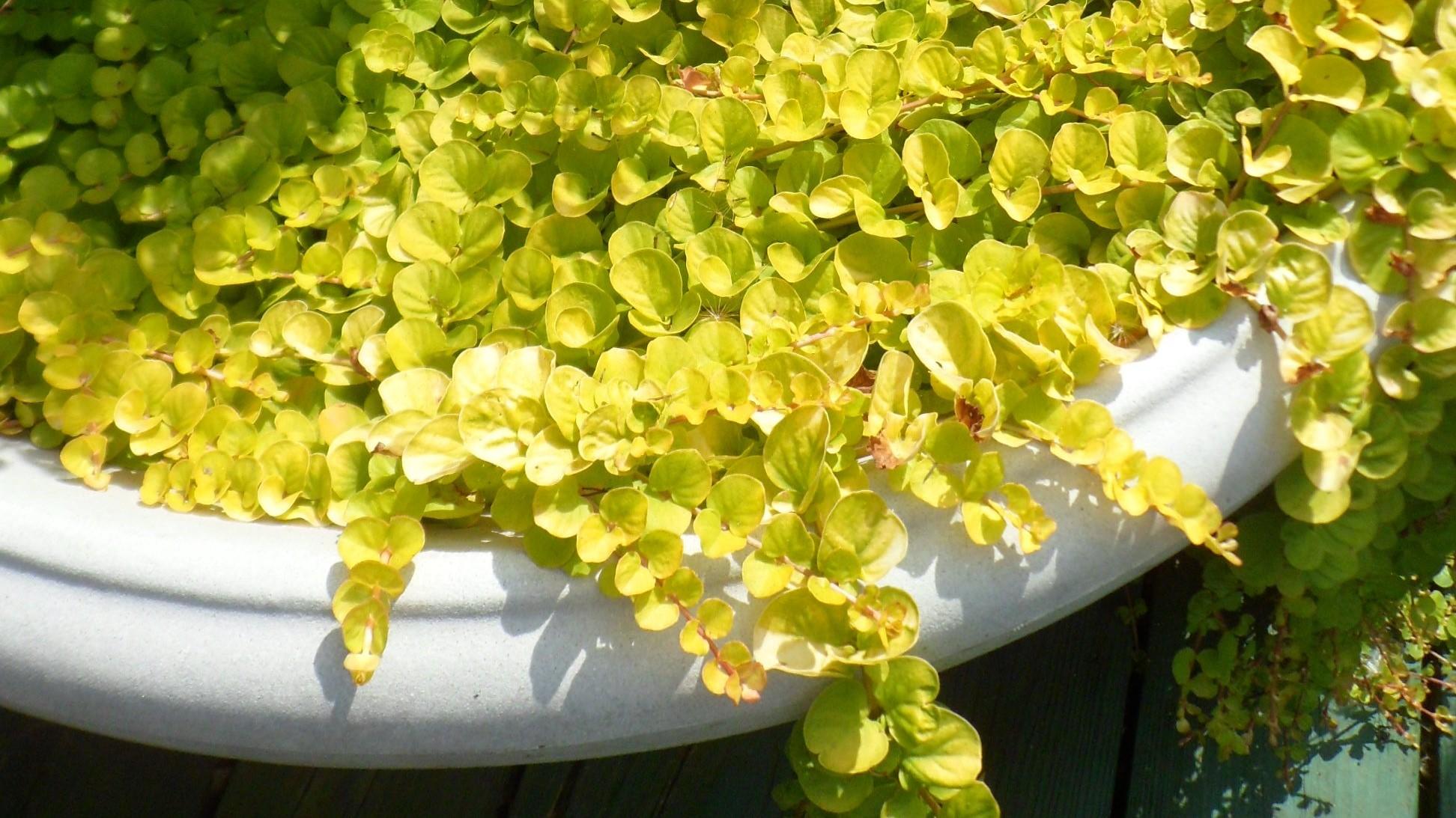 A short groundcover with small yellow leaves trailing over the edge of a planter.