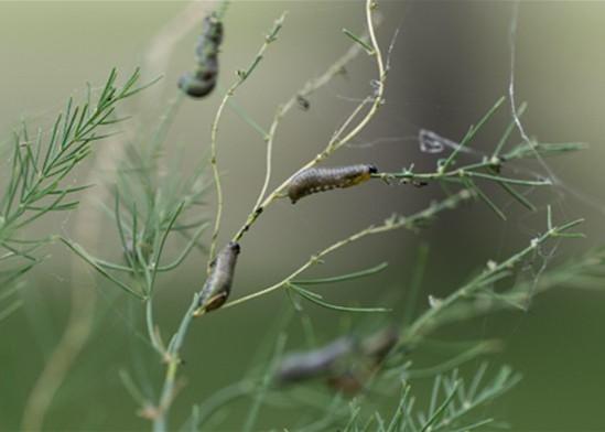 Gray-green asparagus beetle larvae with black heads feeding on fine, fern-like asparagus foliage, showing visible chewing damage on the stems.