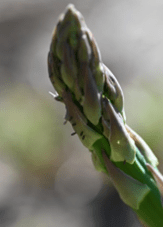 Close‑up of a developing asparagus spear with several small, shiny black asparagus beetle eggs attached individually along the surface of the green spear, each egg positioned upright and anchored at one end.