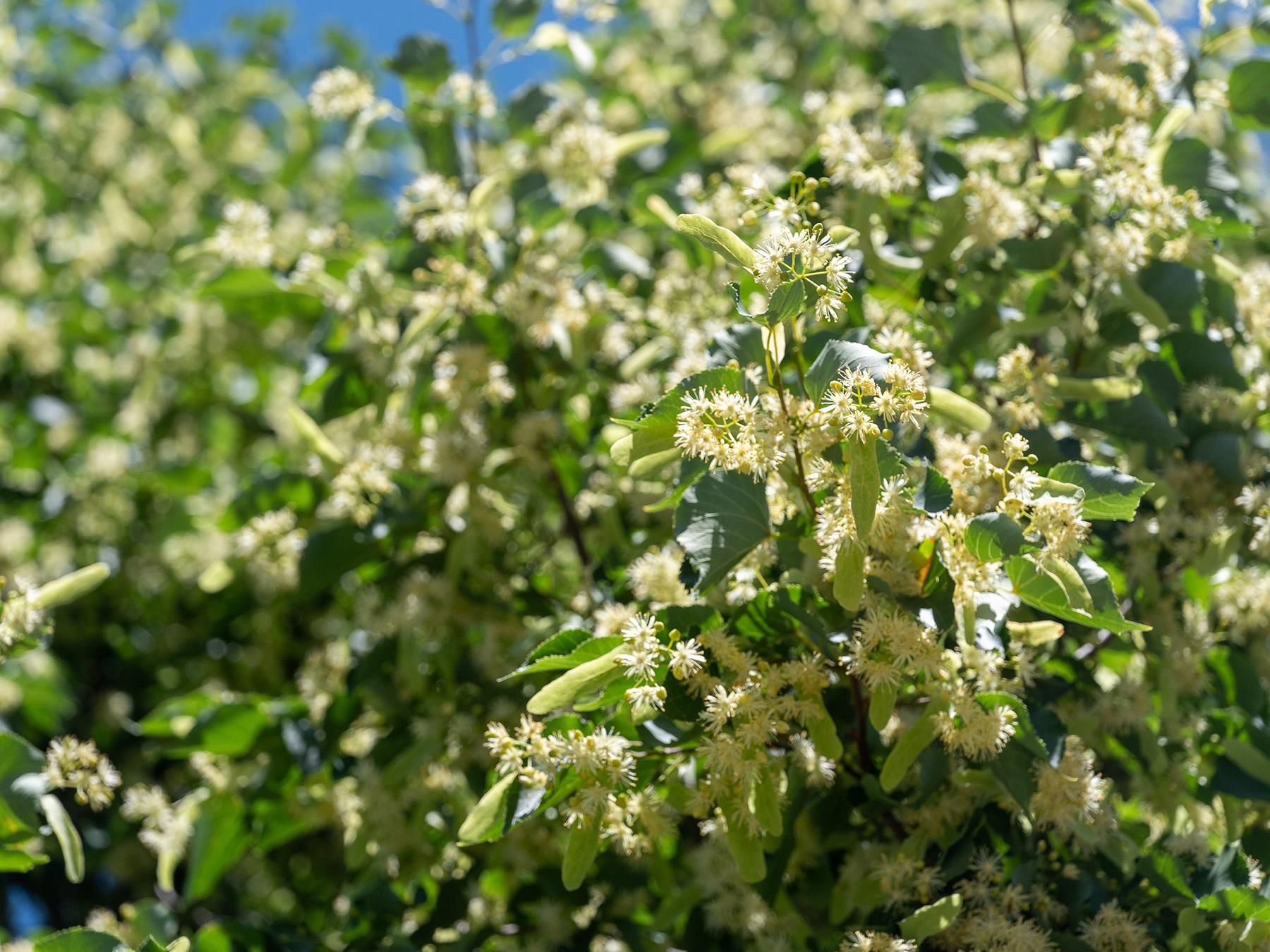 American basswood in full bloom (Photo credit: andybirkey -Adobe Stock)