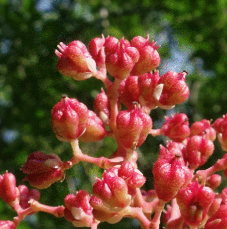 Close-up of Bee-bee tree female red flower follicles. Photo by Arnold Arboretum/Harvard University.