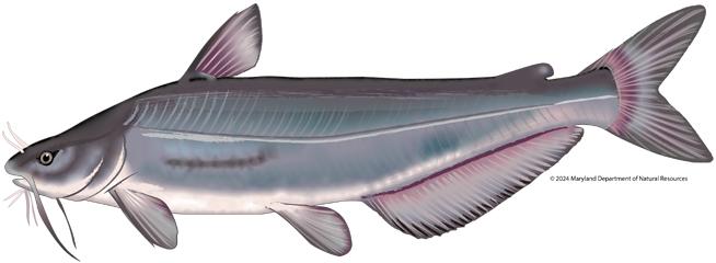 Illustration of a gray catfish viewed from the side, featuring a broad head, small eye, and several long whisker-like barbels around the mouth, with a smooth elongated body, a dorsal fin on top, and a long anal fin extending along the underside toward a forked tail.