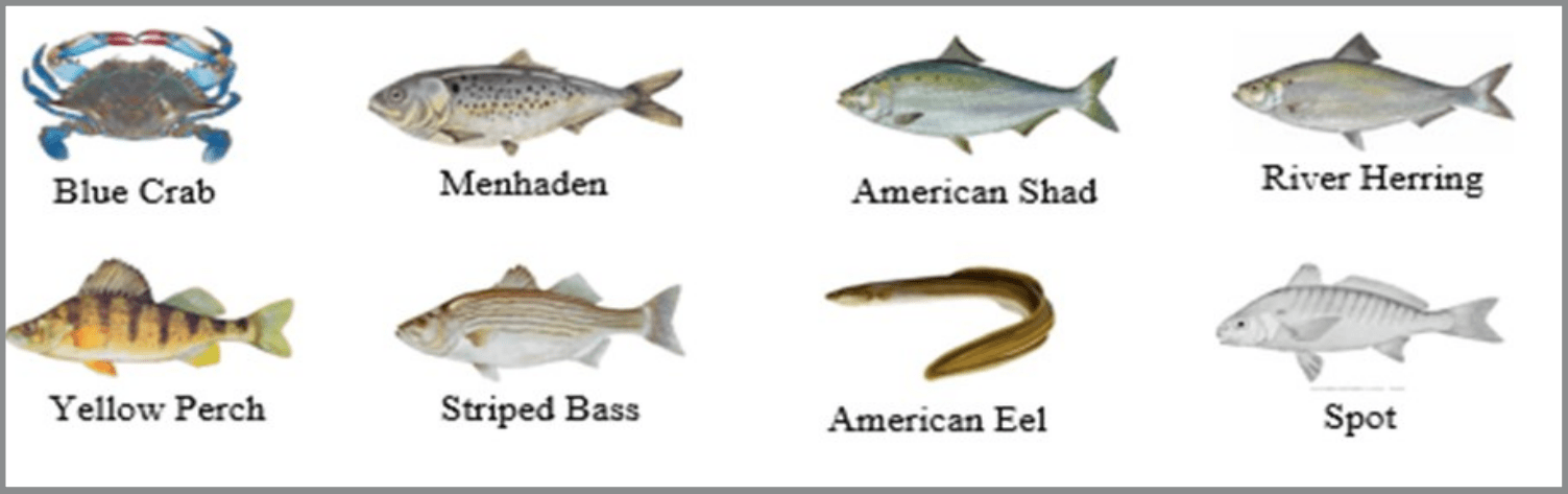 Chart showing eight labeled aquatic species illustrated in color on a white background, arranged in two rows: Blue Crab, Menhaden, American Shad, and River Herring across the top; Yellow Perch, Striped Bass, American Eel, and Spot across the bottom, each depicted from the side with distinctive shapes and colors.