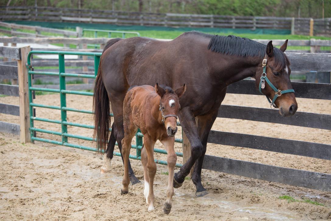 A dark brown mare wearing a teal halter walks beside her young foal in a sandy paddock enclosed by wooden rails and green metal gates. The foal, lighter in color with a small white mark on its forehead, stays close as they move through the fenced farm area with greenery visible in the background.