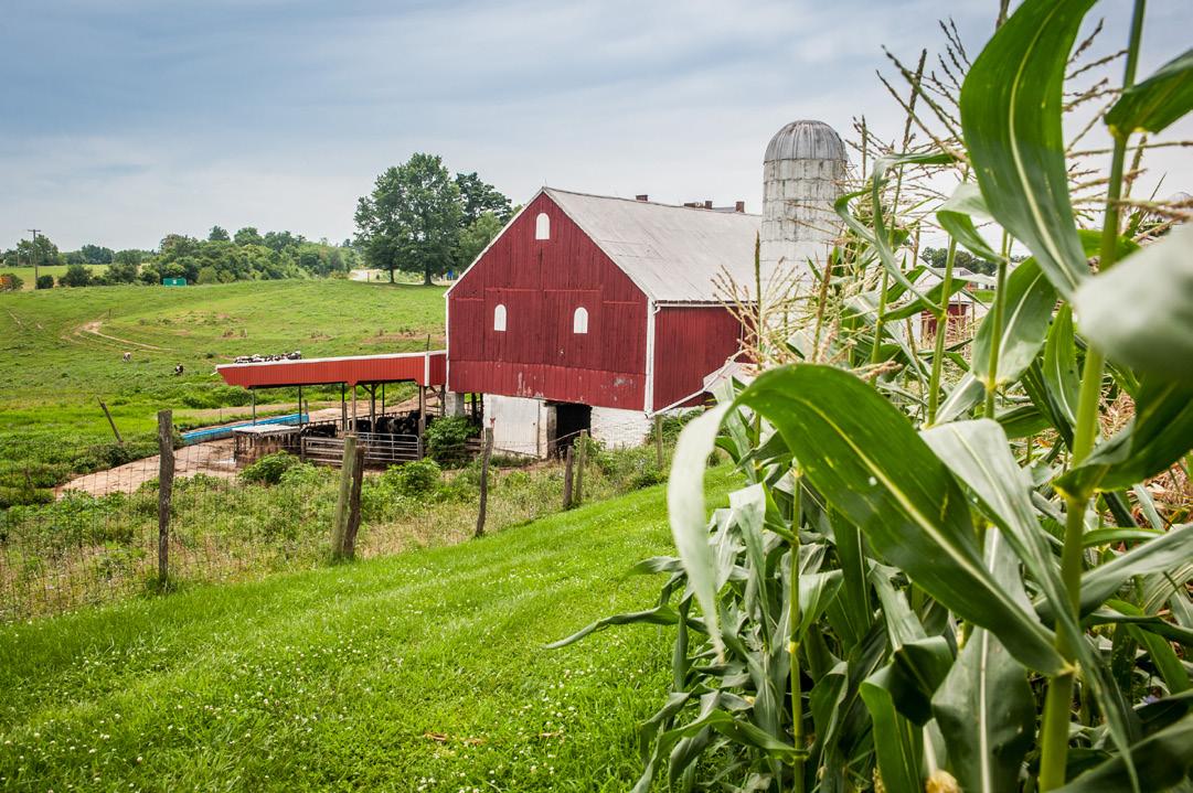 A classic red barn with white trim stands beside a tall silo, viewed from behind a foreground of green corn plants. Rolling grassy fields, scattered trees, and a partly cloudy sky create a bright rural farm scene.