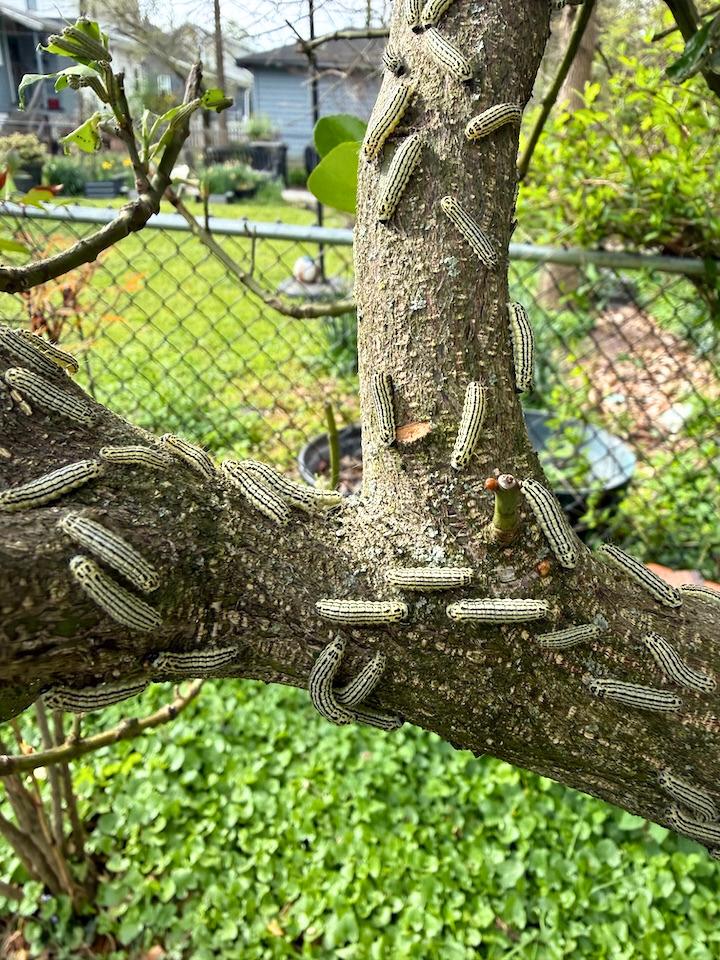 Numerous caterpillars wandering around on the thick stems of a mature shrub.