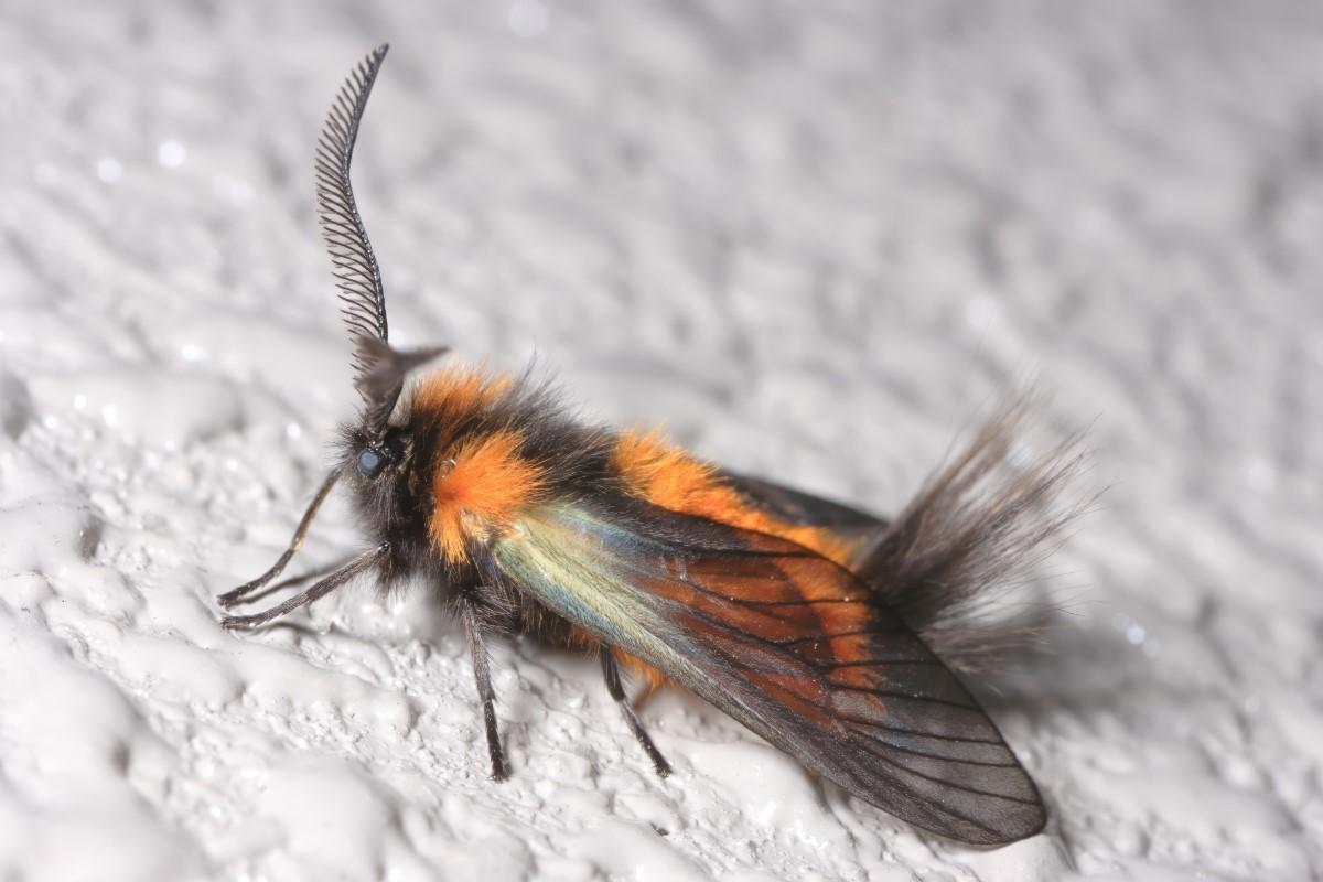 A furry orange and black moth with smoky-clear wings sitting on a white surface.