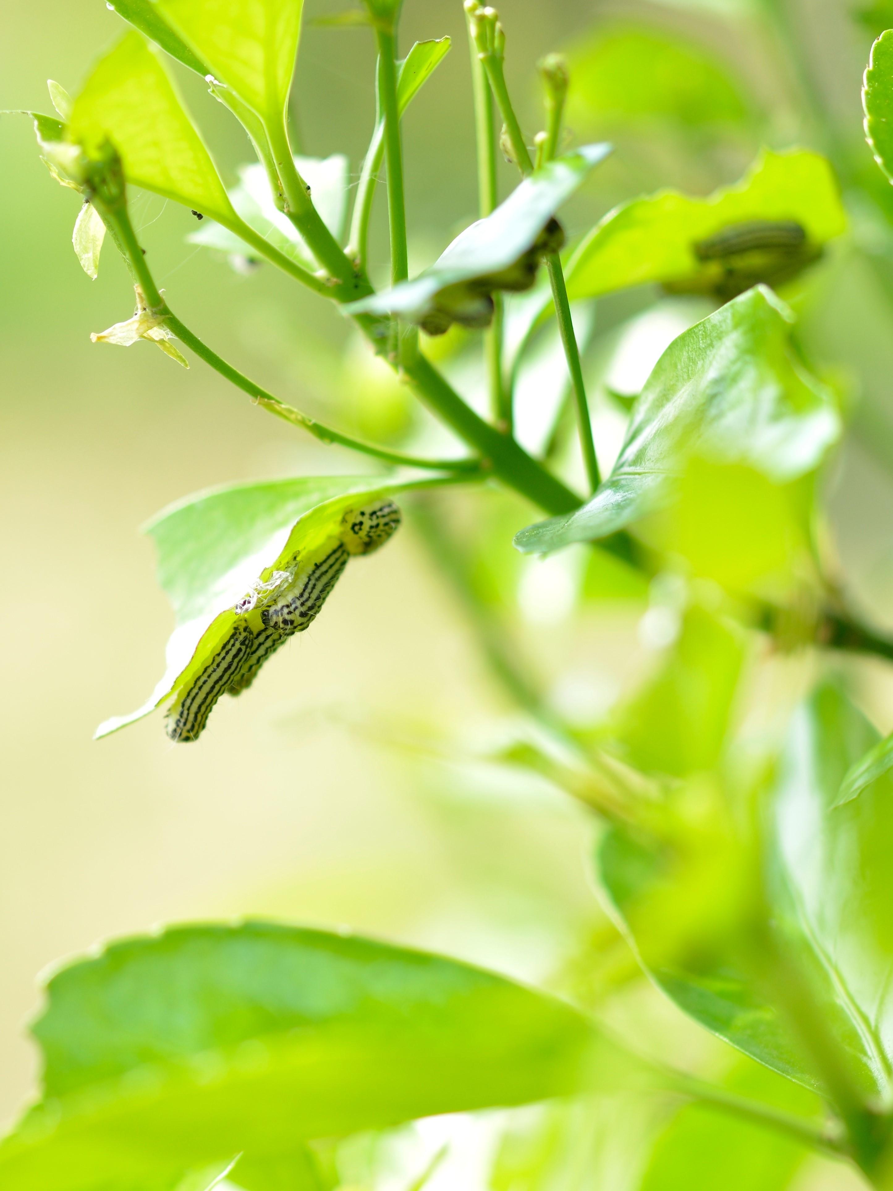 Clusters of caterpillars underneath several leaves of a euonymus shrub.