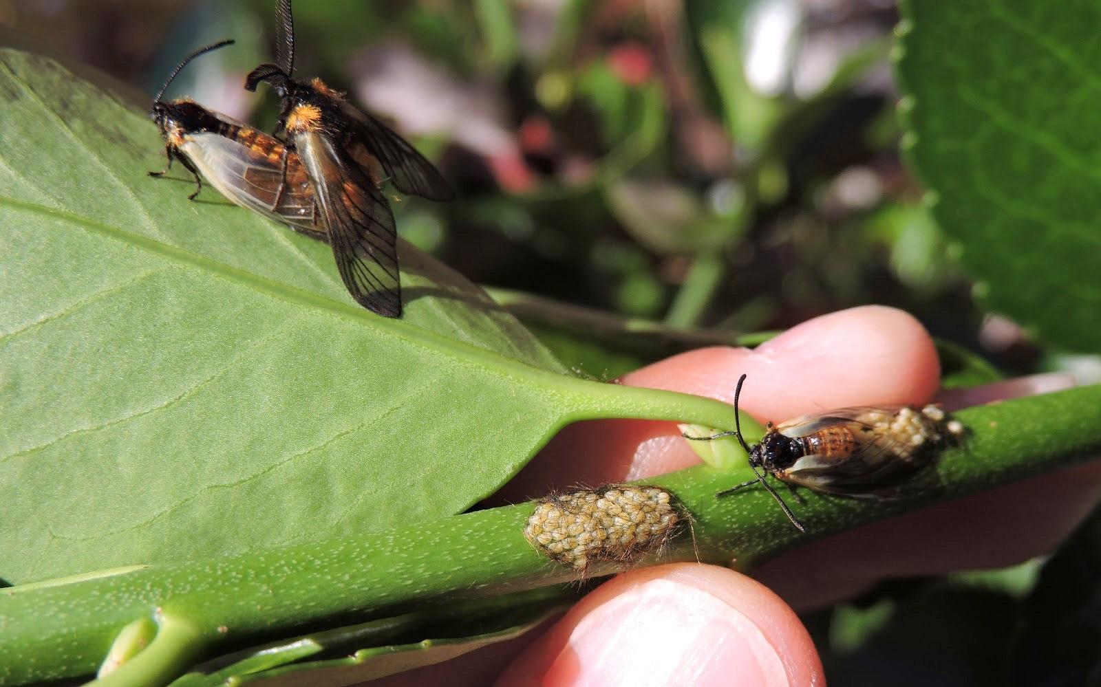 A person holding a euonymus branch with three euonymus leaf notcher moths and two egg clusters.