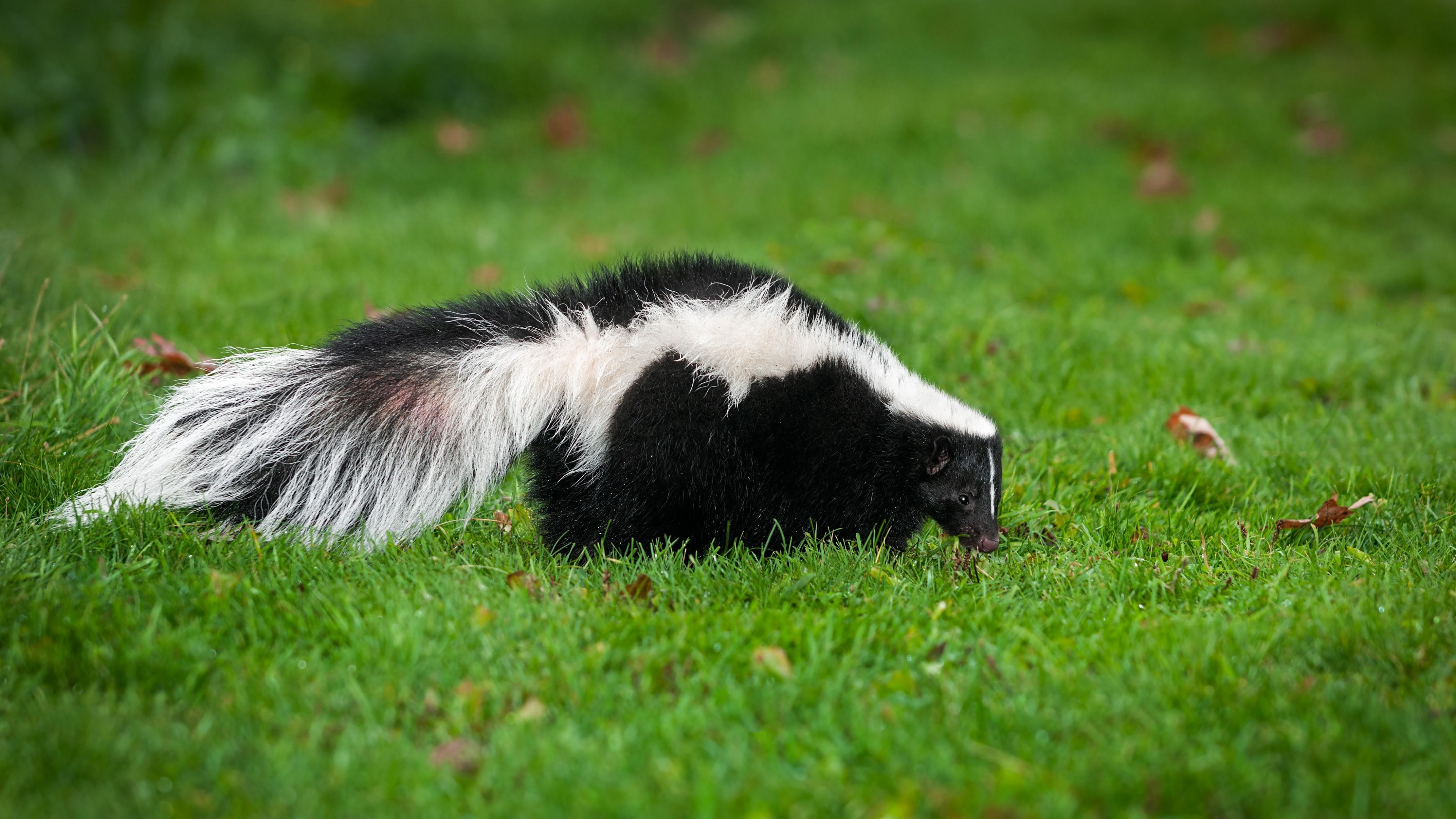 A skunk with a black body and two prominent white stripes running from head to tail wanders through a mown lawn.