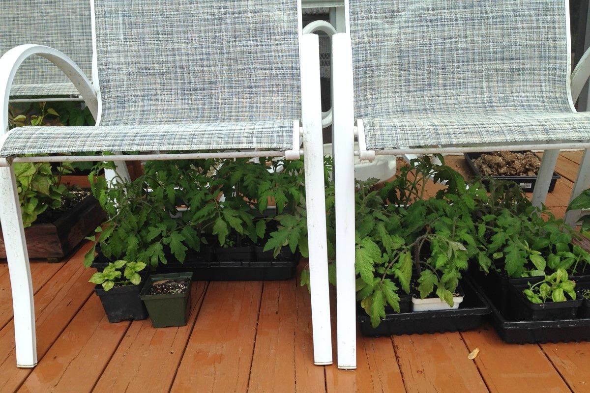 Containers of vegetable transplants clustered on a home deck beneath mesh patio chairs.