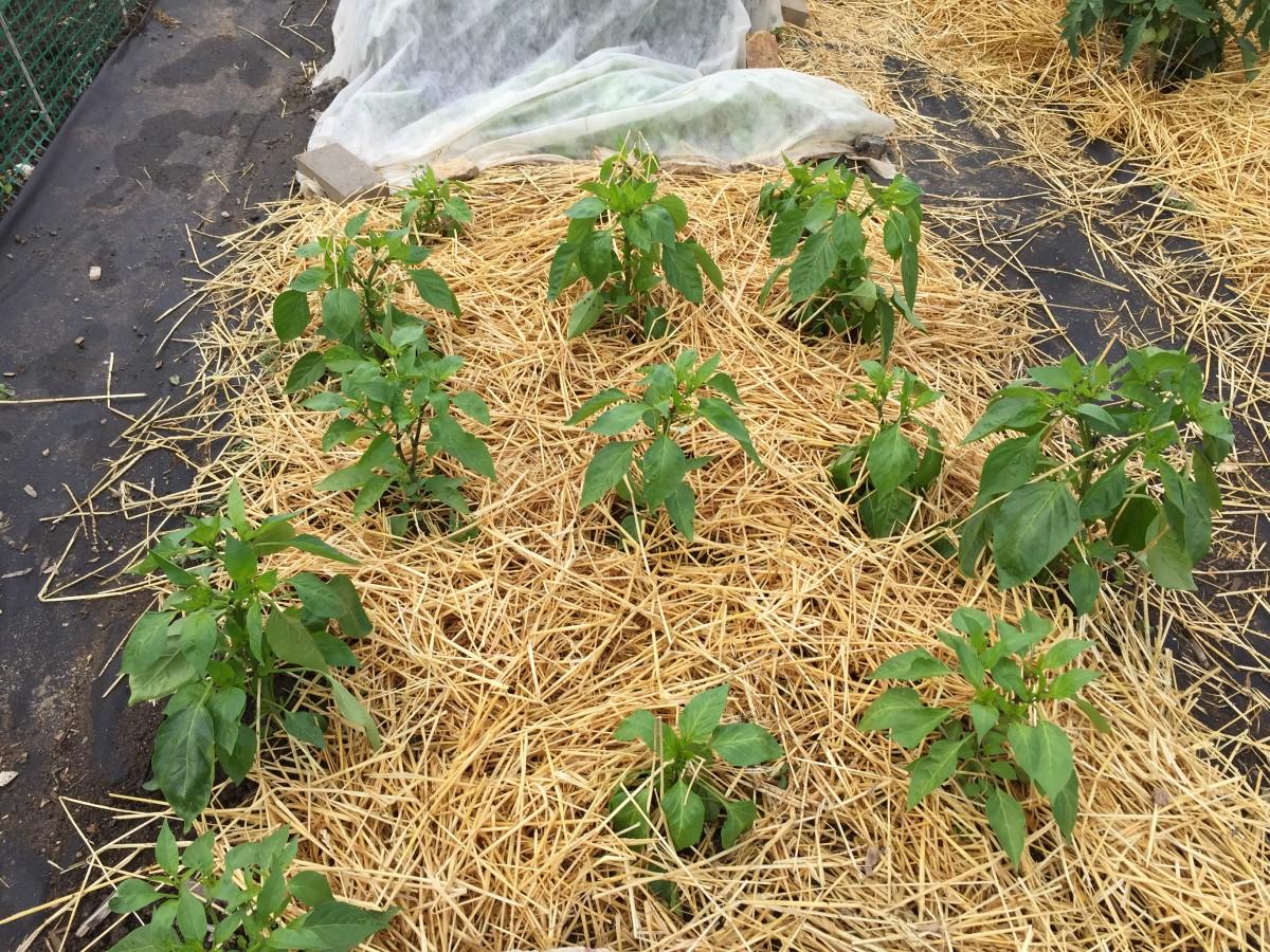 Three rows of pepper plants in a raised bed mulched with straw, with each plant spaced a foot or less apart from each other.