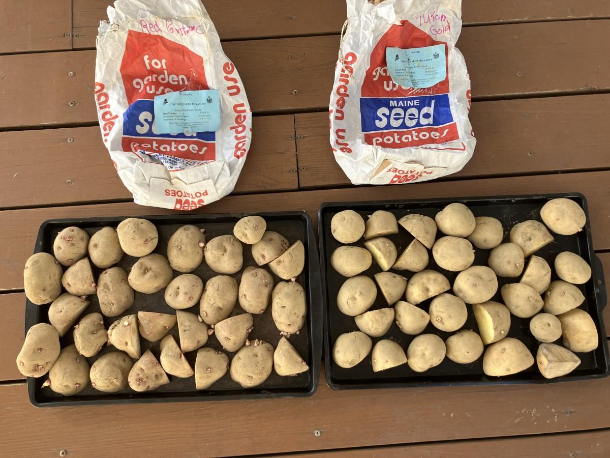 Two empty 5-pound seed potato bags laid next to two trays holding numerous whole and cut potato tubers.