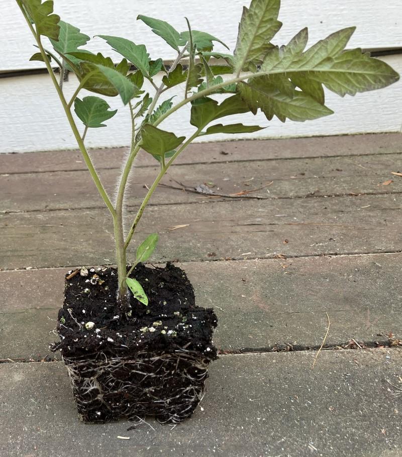 A tomato transplant with a sturdy, relatively short stem and several healthy leaves, removed from its pot. Root growth is holding the soil mass in the shape of the pot.