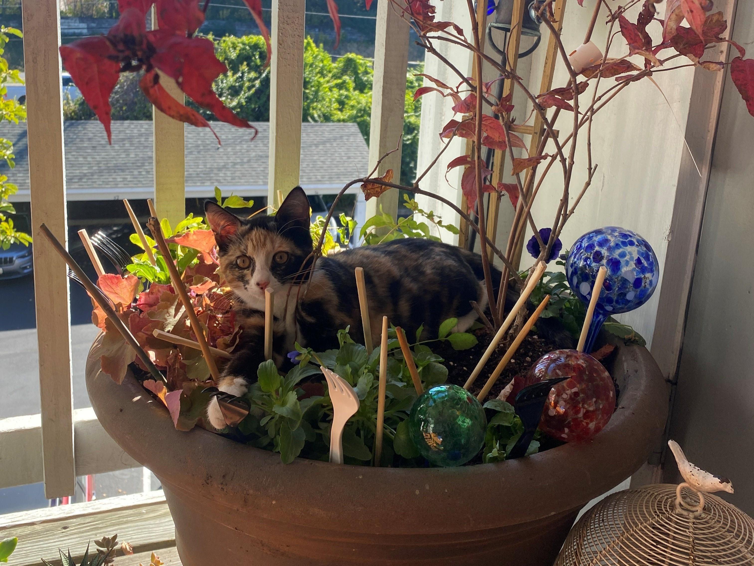 Calico cat in a large planter with native plants on a blacony.