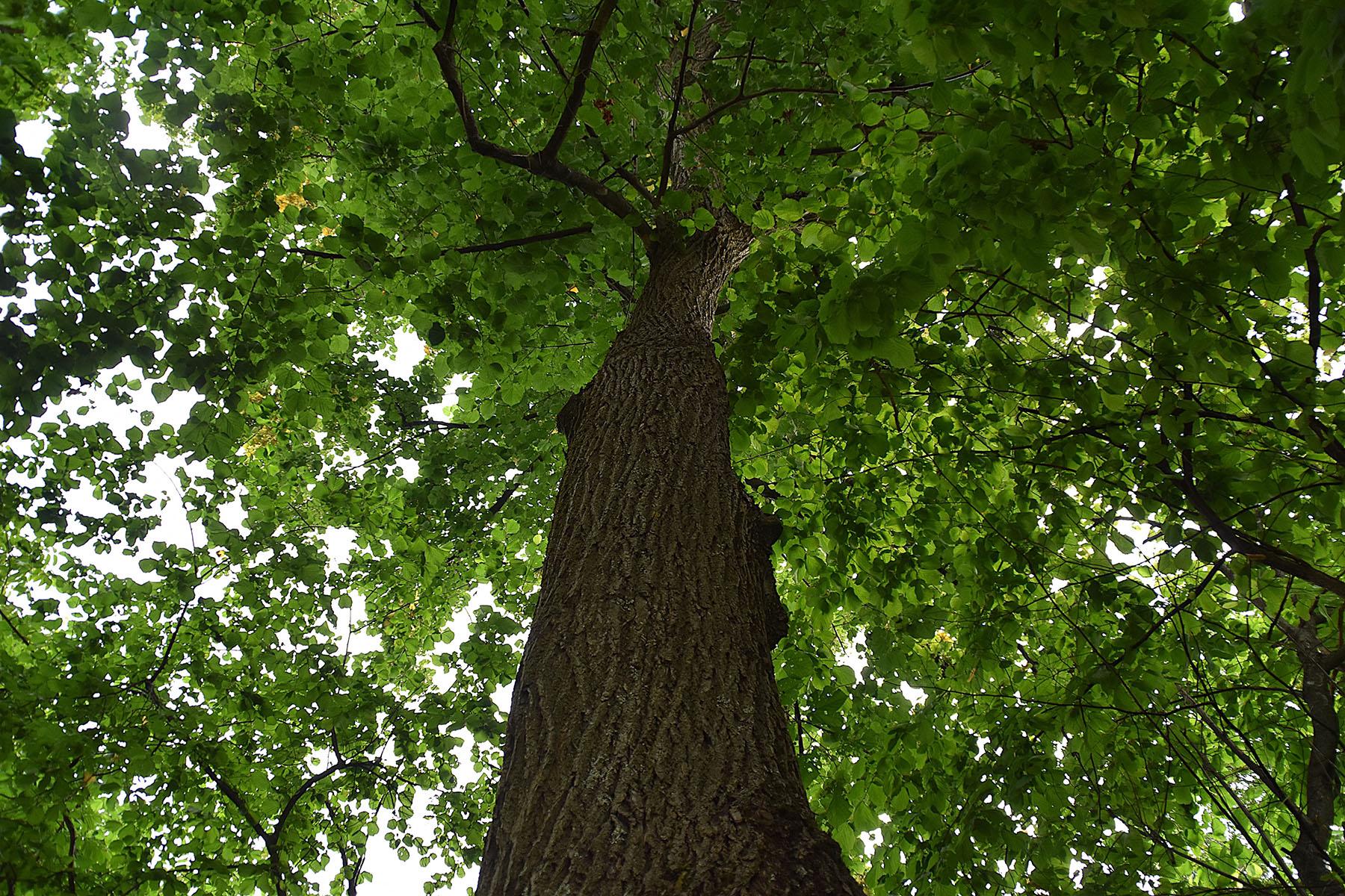 Underside view of American basswood. (Photo credit: Mia Menni - Adobe Stock)