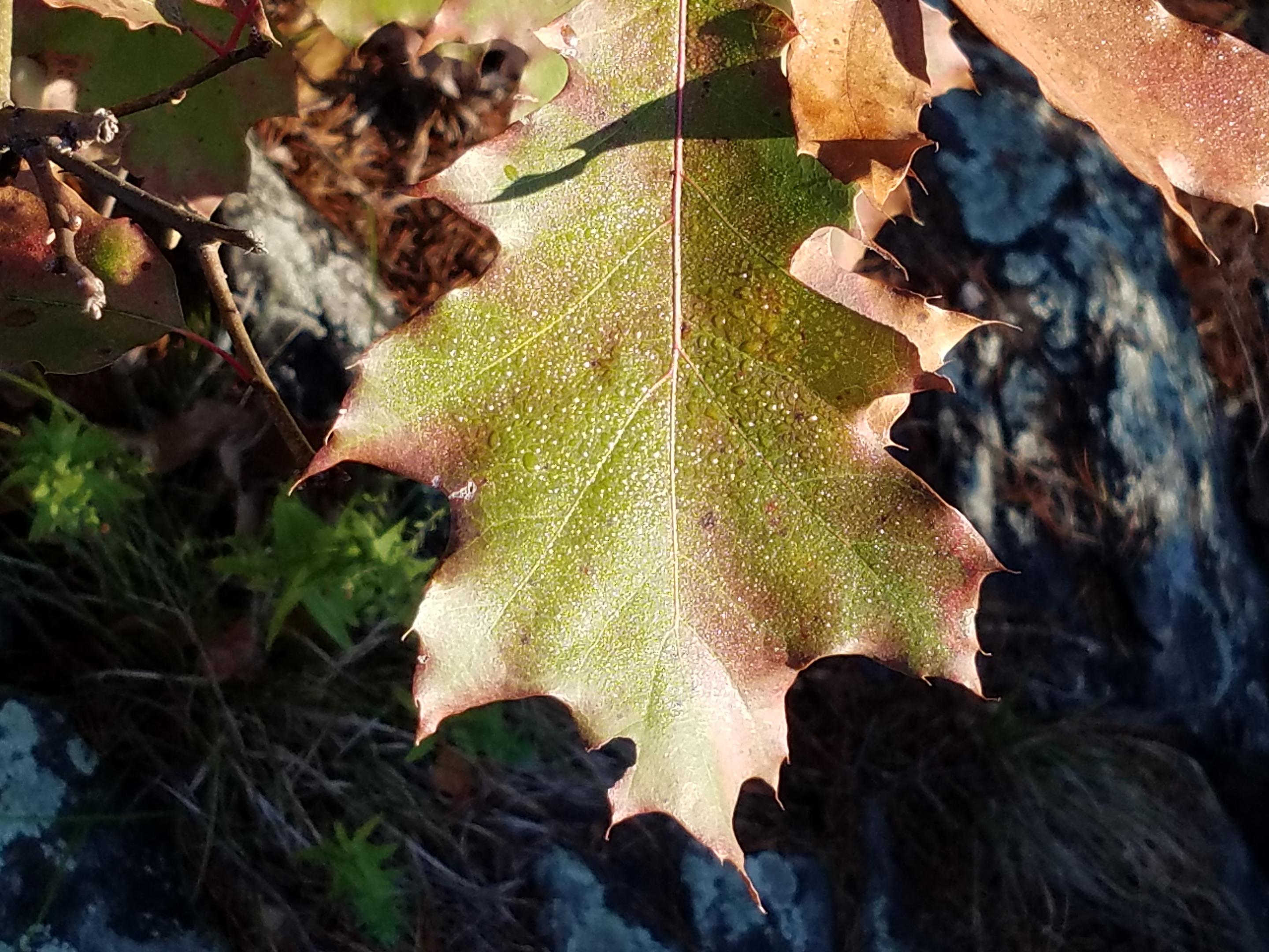 Oak Leaf on Olmstead Island, Maryland. Photo copyright Andrew A. Kling. 