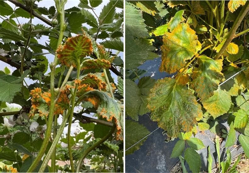 Blackberry leaves with bright orange rust pustules and yellowing foliage on trellised plants.