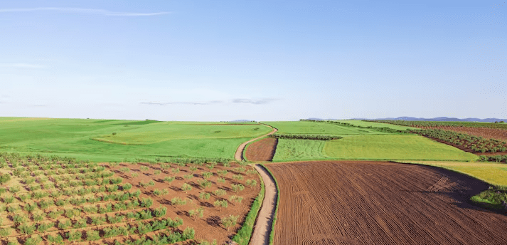 farm photo of crops, soil and green with a blue sky