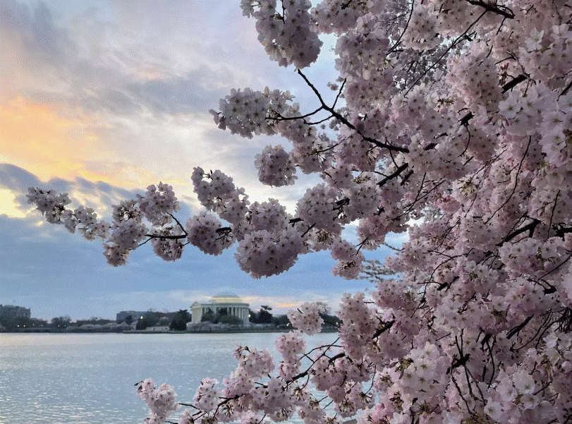 Washington, D.C.'s famous cherry blossoms are illuminated by sunrise over the Tidal Basin. Photo by National Park Service