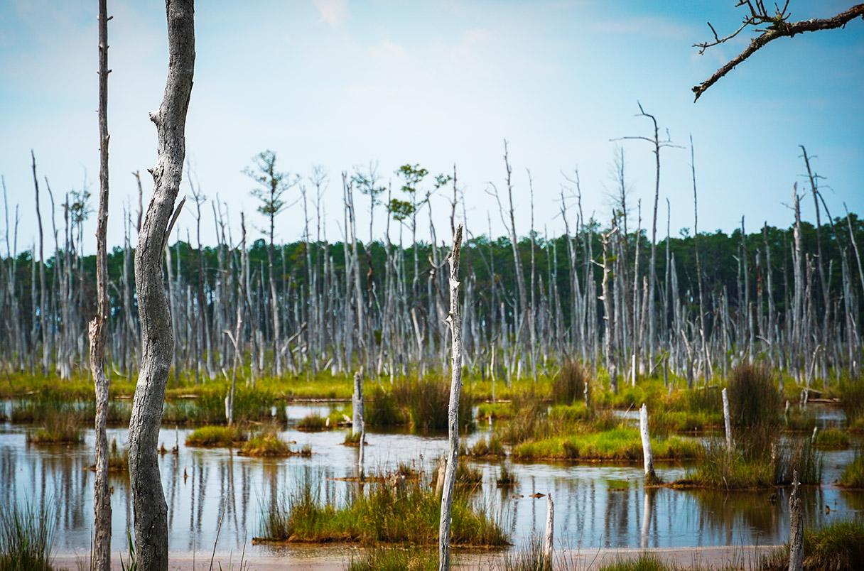 A ghost forest in the Blackwater National Wildlife Refuge in Maryland. Photo by Henry Yeung, science.org