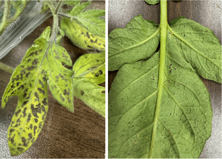 Close-up comparison of ozone damage on tomato and potato leaves. The tomato leaf on the left shows yellowing with dark blotchy spots, while the potato leaf on the right has small dark speckles scattered across the underside of the leaf.
