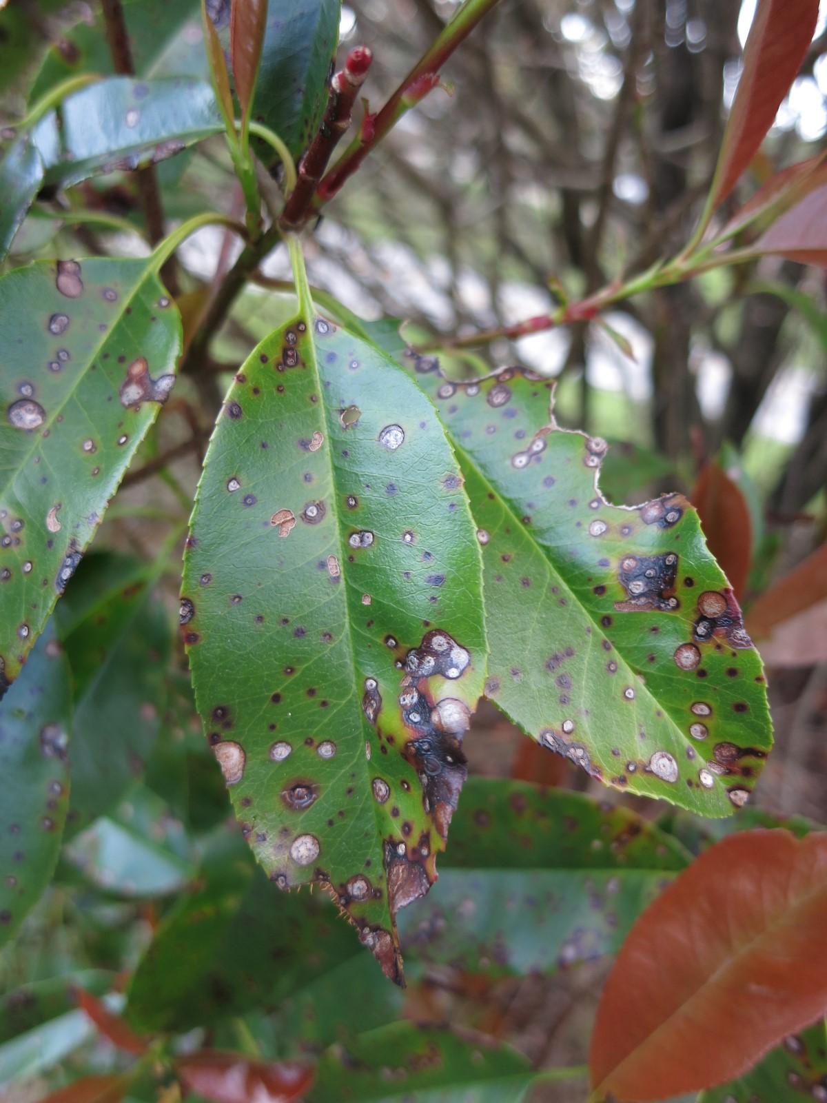 Several green photinia leaves bearing dozens of grayish, rounded spots that have purple-red margins.