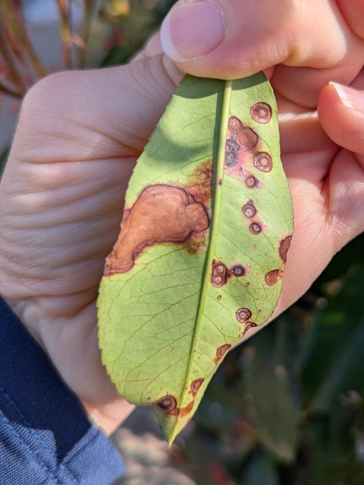 A person holds a photinia leaf that is heavily spotted with rounded light gray or brown blemishes with reddish-purple margins. The back of the leaf is facing the viewer.