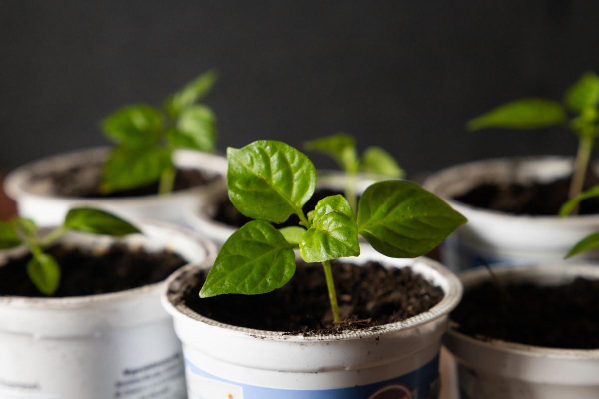 Young vegetable seedlings growing in yogurt cups filled with potting mix.