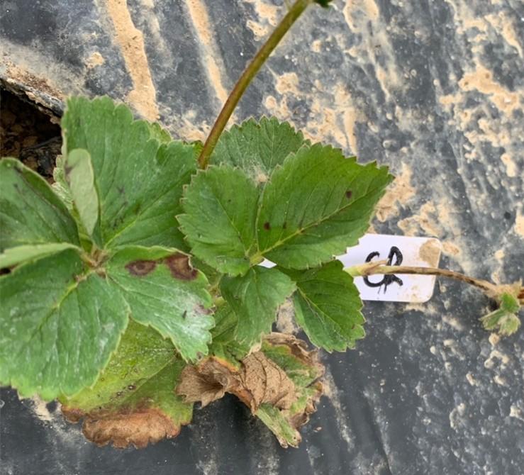 Strawberry leaf with brown, irregular leaf spot lesions and some dried tissue on black plastic mulch.
