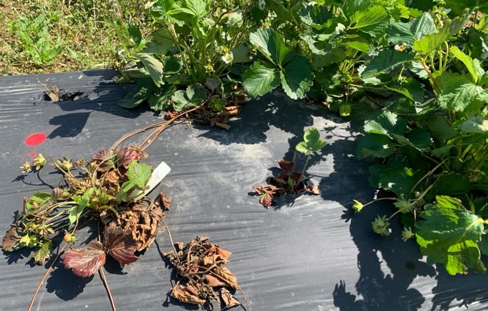 Strawberry plants on black plastic mulch, with some plants severely wilted and brown while others remain green and healthy.