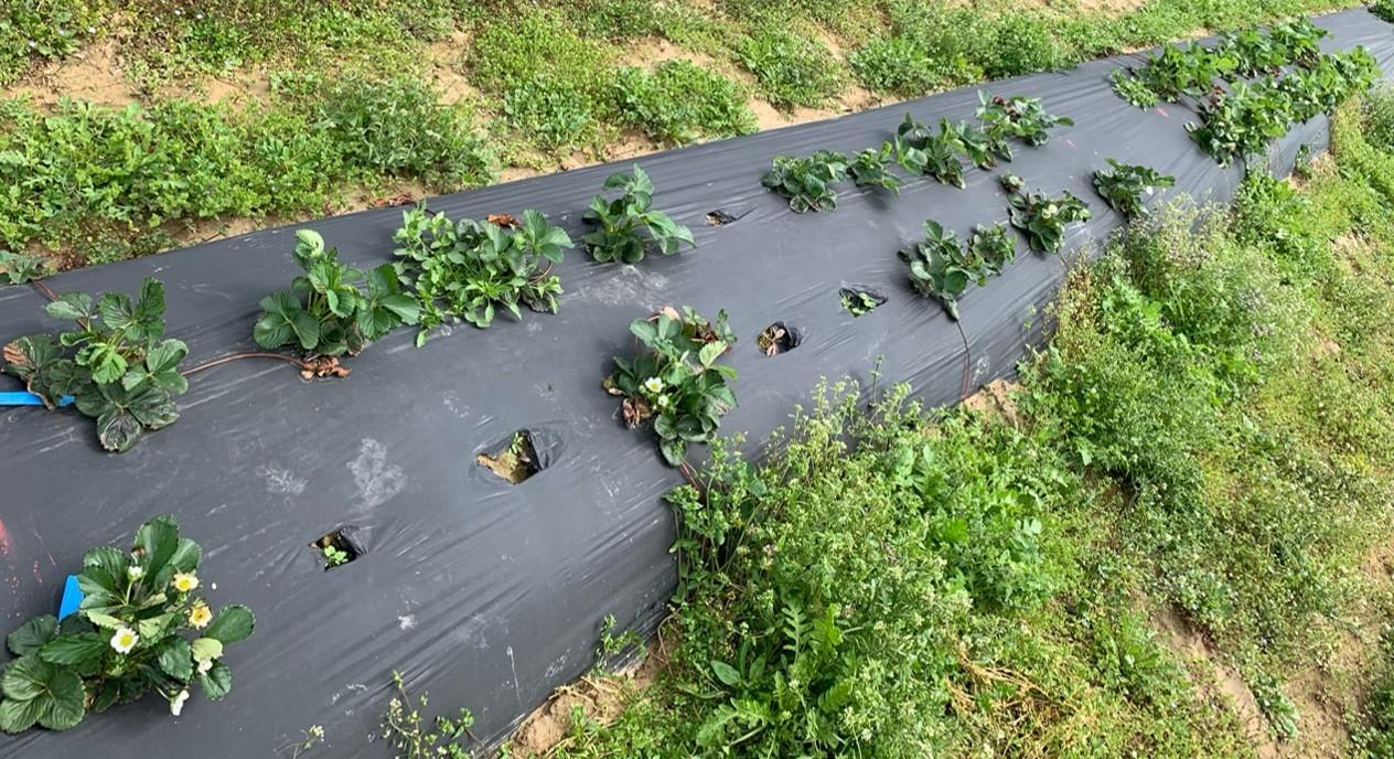 Row of strawberry plants growing through black plastic mulch, with weeds along the edges.