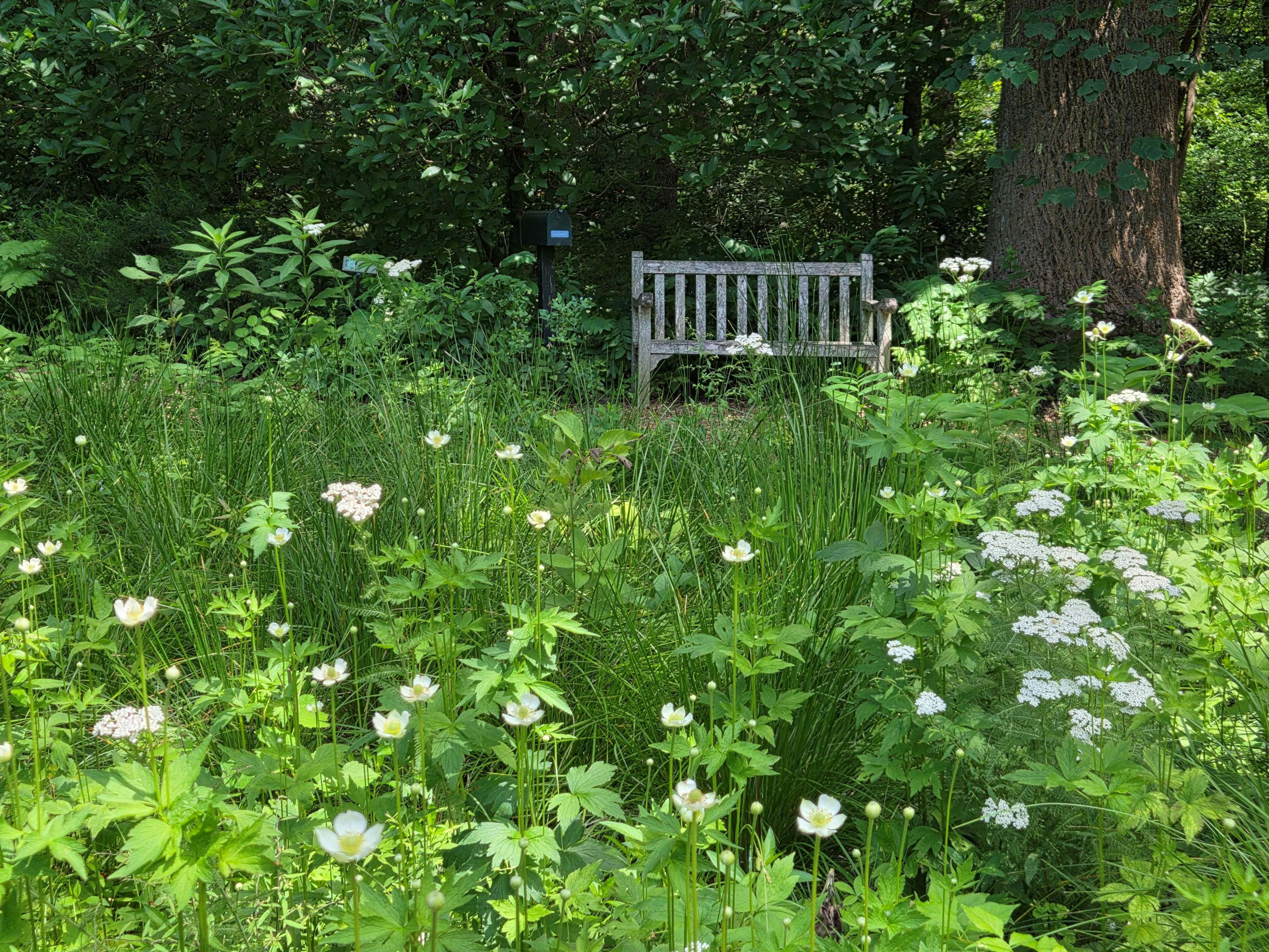 bench and wildflowers