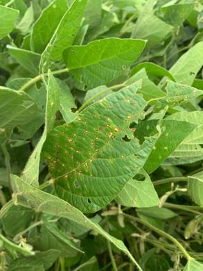 Close-up of a soybean leaf showing numerous circular tan lesions with dark reddish-brown margins, characteristic of frogeye leaf spot, surrounded by soybean foliage.