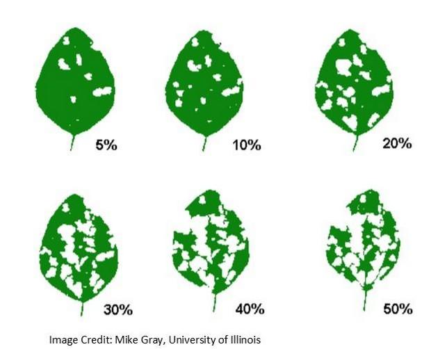 Soybean leaf defoliation guide