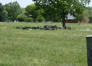 A grassy pasture under daylight with a large leafy tree near the center-right. Beneath the tree is a cluster of rocks and light-colored objects arranged on the ground. In the background, a wire fence runs across the field, with additional trees and a red barn-like building visible in the distance. A dark fence post appears in the lower-right foreground. 