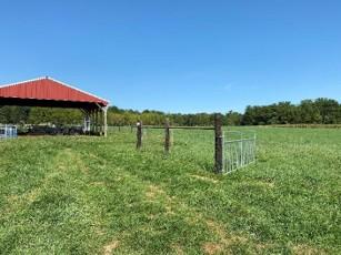 Open pasture under a clear blue sky with a red-roofed open-sided shelter on the left. Several fence posts and metal livestock panels form a small enclosed area in the center of the field. The foreground shows green grass with a worn path leading toward the shelter. Trees line the horizon in the background, and the scene appears to be a rural agricultural setting with ample open space and little natural shade.