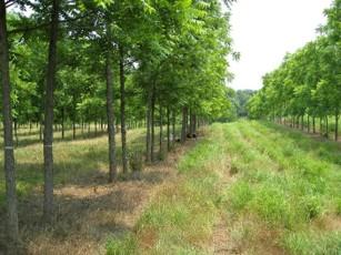 Open pasture under a clear blue sky with a red-roofed open-sided shelter on the left. Several fence posts and metal livestock panels form a small enclosed area in the center of the field. The foreground shows green grass with a worn path leading toward the shelter. Trees line the horizon in the background, and the scene appears to be a rural agricultural setting with ample open space and little natural shade.