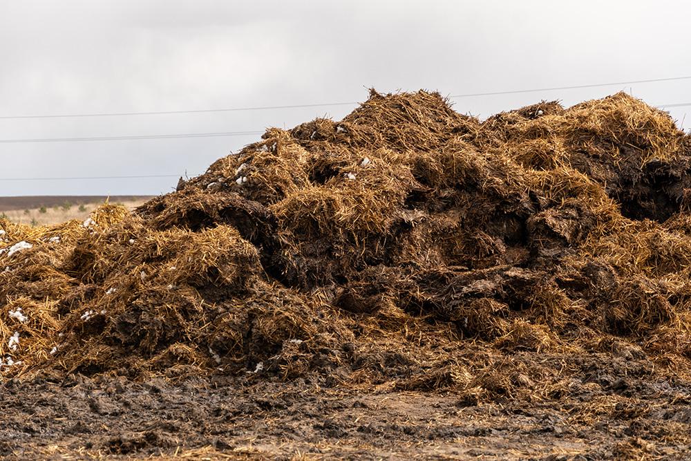 Large outdoor pile of animal manure mixed with straw bedding on a farm. The brown and tan heap sits on muddy ground under an overcast sky, with agricultural fields visible in the background.