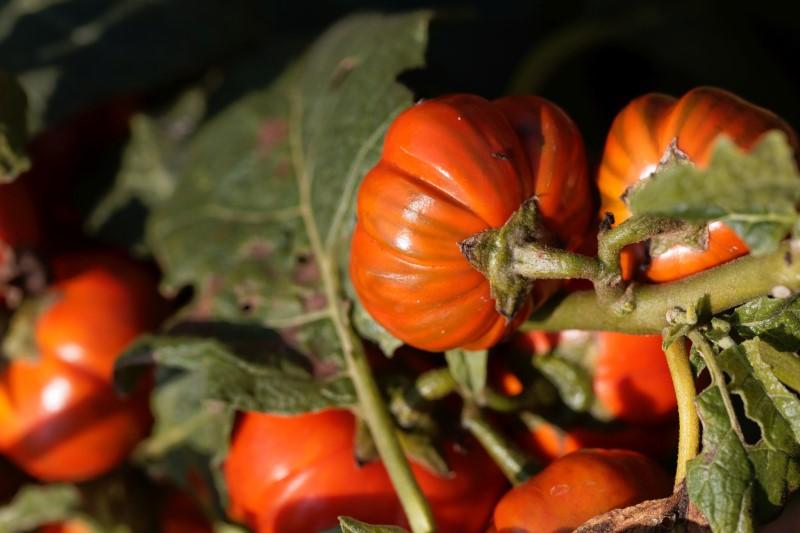 Small, rounded, pumpkin-shaped fruits with a glossy dark orange skin hang from a plant stem.