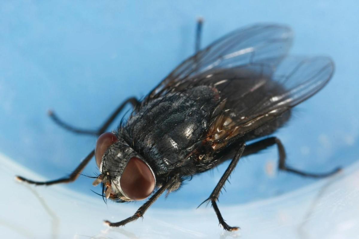 A grayish-black colored fly with red eyes sits in a laboratory container.