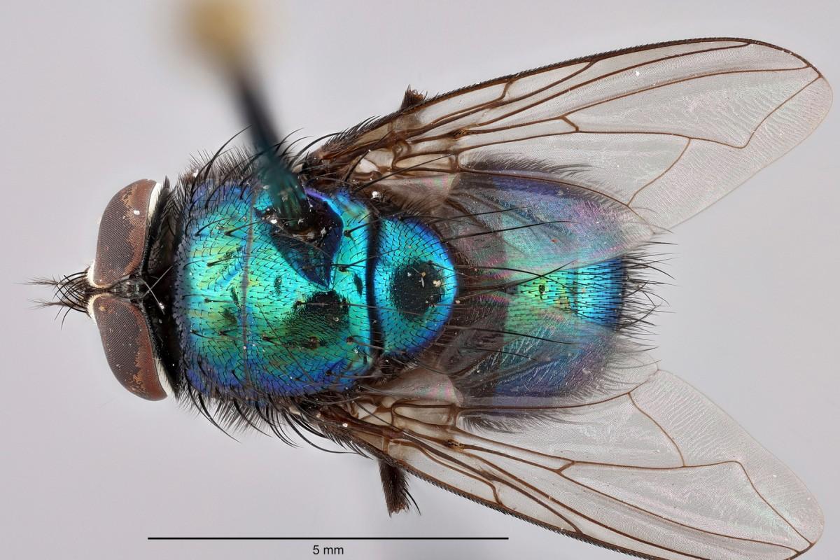 A pinned fly specimen with a metallic blue-green colored body.