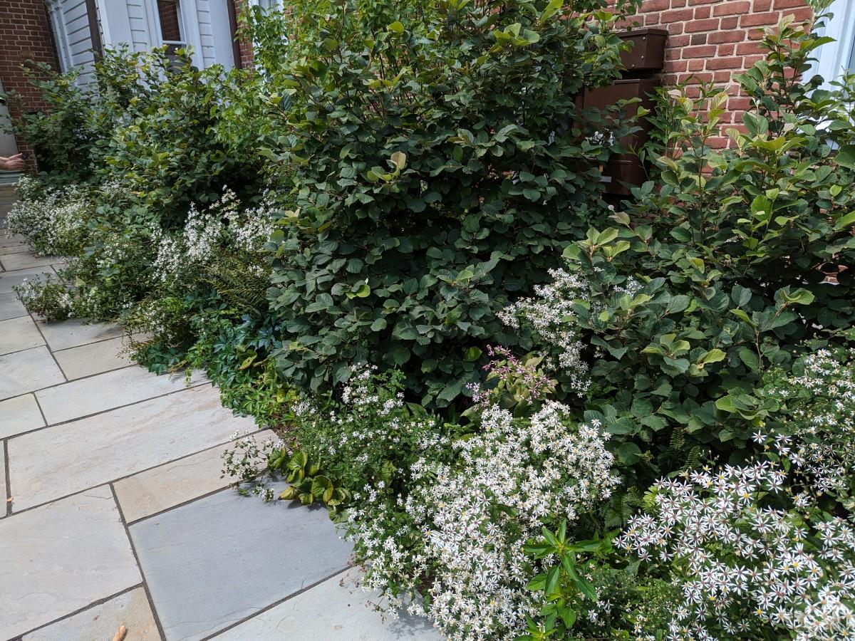 A planting bed between a brick building wall and a stone walkway, overflowing with a mix of perennials planted between larger shrubs.