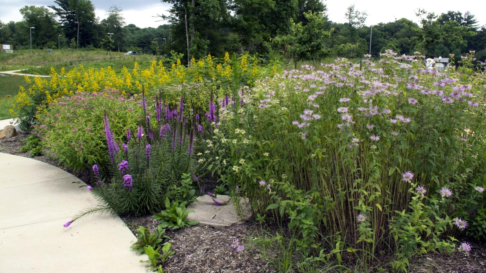 A sunny perennial garden next to a sidewalk, with pink, purple, and yellow flowering plants.