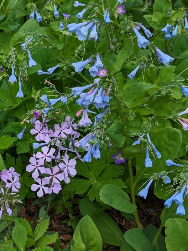 Virginia bluebells blooming next to a lilac-colored wild blue phlox.
