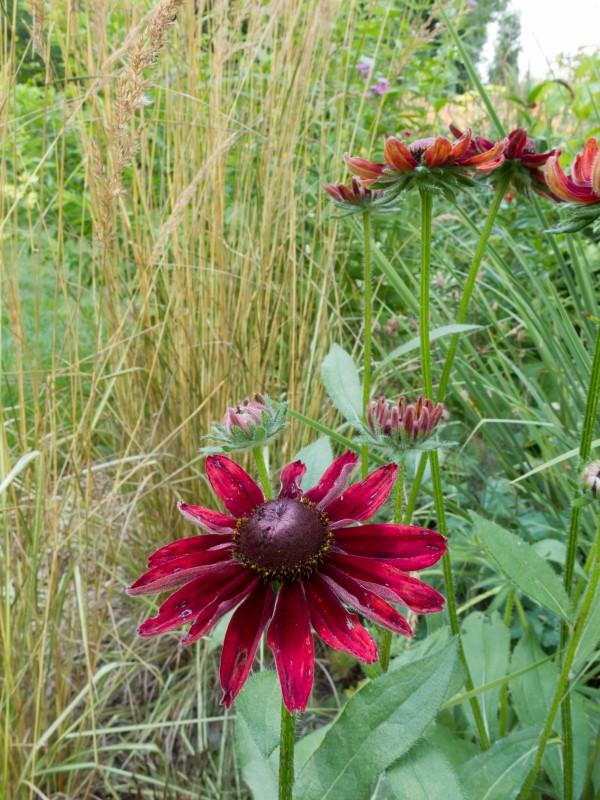A plant with red-burgundy daisy-shaped flowers grows next to a tan-colored ornamental grass.