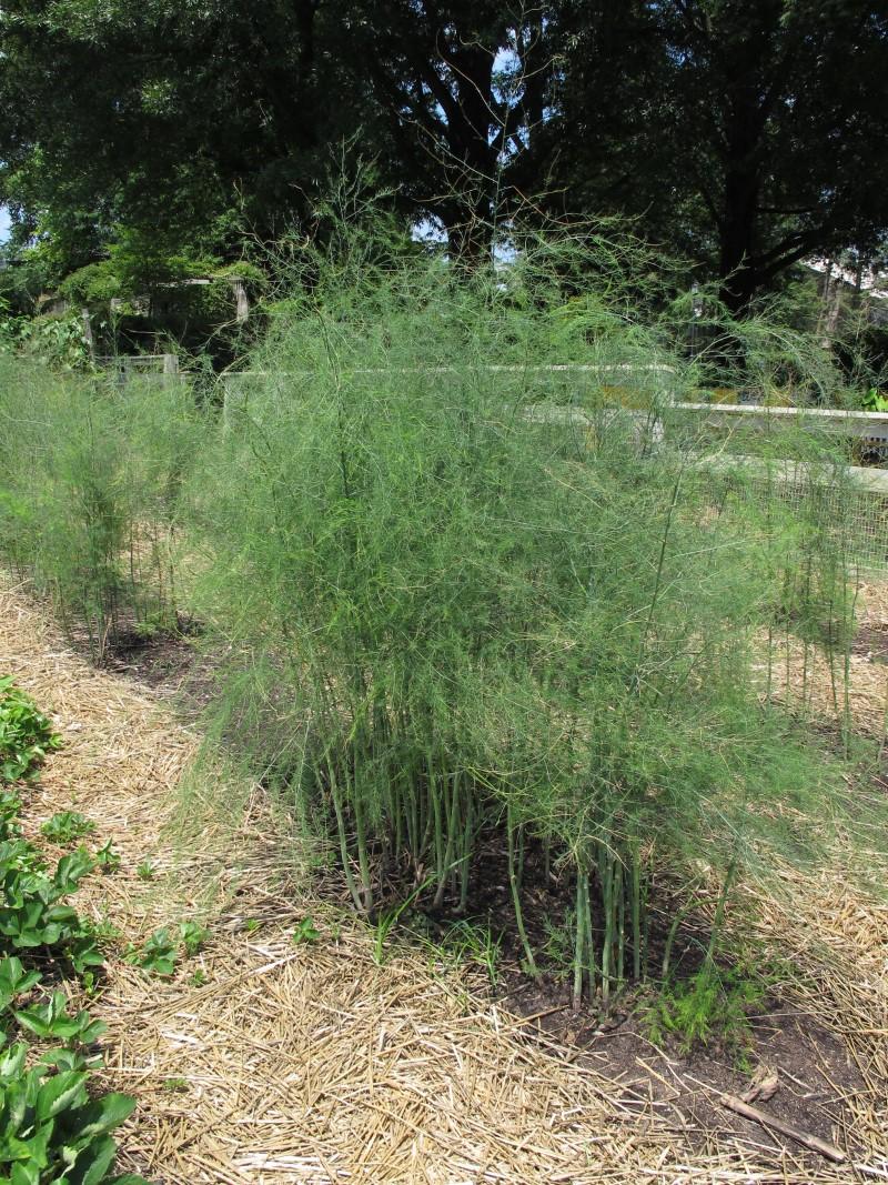 A row of asparagus plants bordered by straw-mulched paths. The soft-looking, ferny foliage is about 5 feet tall.