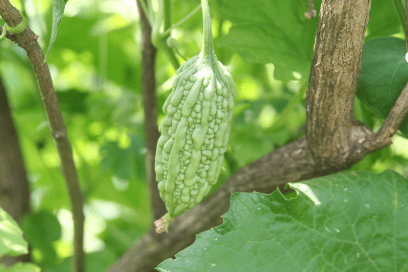 An oblong, pale green fruit hanging by its stem. The skin of the fruit has a densely-warty texture with numerous small and medium-sized rounded bumps.